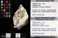 Foto (Objket + Etiketten) von Isopoda indet. 